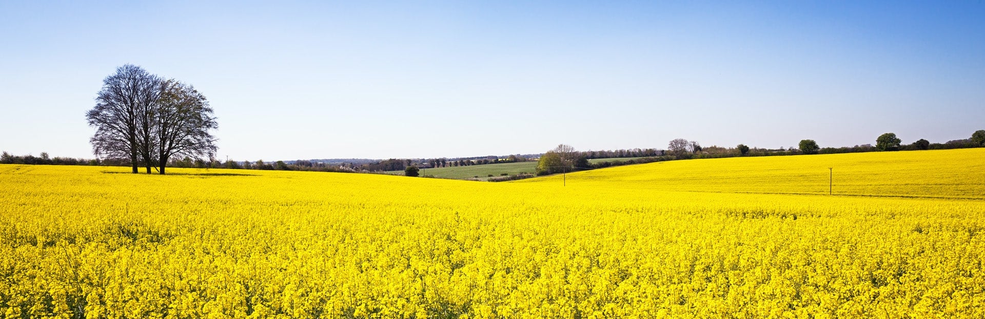 A rapeseed field in the Hampshire countryside near Winchester under a bright sky.