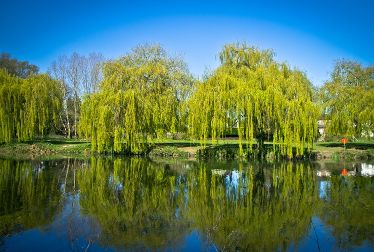 Riverside greenery in Havering Willow trees reflected in a river in Havering on a bright summer day