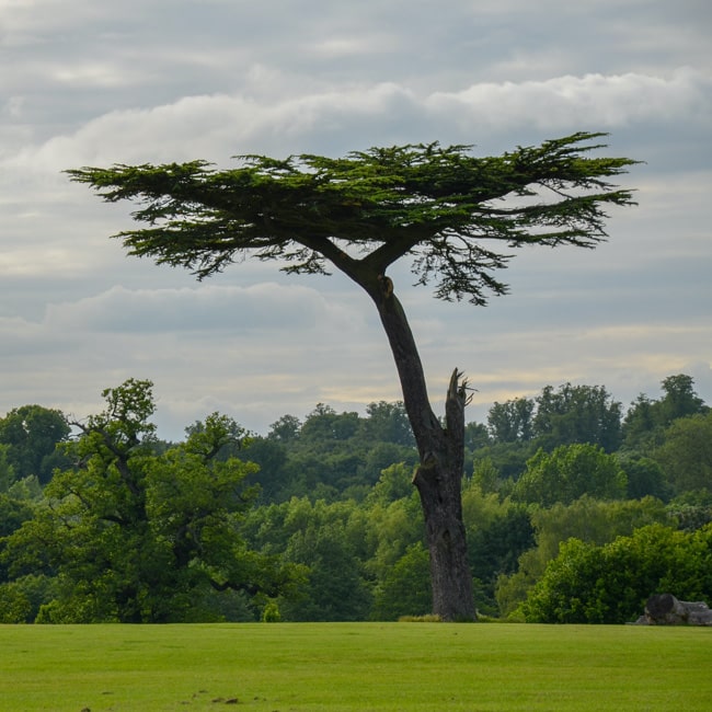 The iconic cedar tree in Cassiobury Park, Watford.