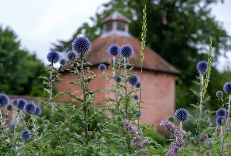 Globe thistle in flower in a suburban garden in Eastcote, Hillingdon