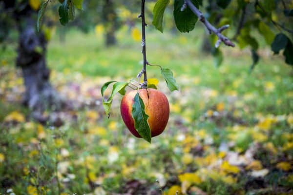 A photo of an apple hanging low from an apple tree.