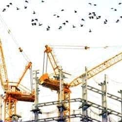 A flock of birds fly over some cranes on a construction site.