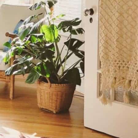 A pot plant sits on a wooden floor in a new-build apartment.