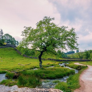 A photograph of a tree in Malham in the Yorkshire Dales.