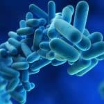 Legionella Bacteria.