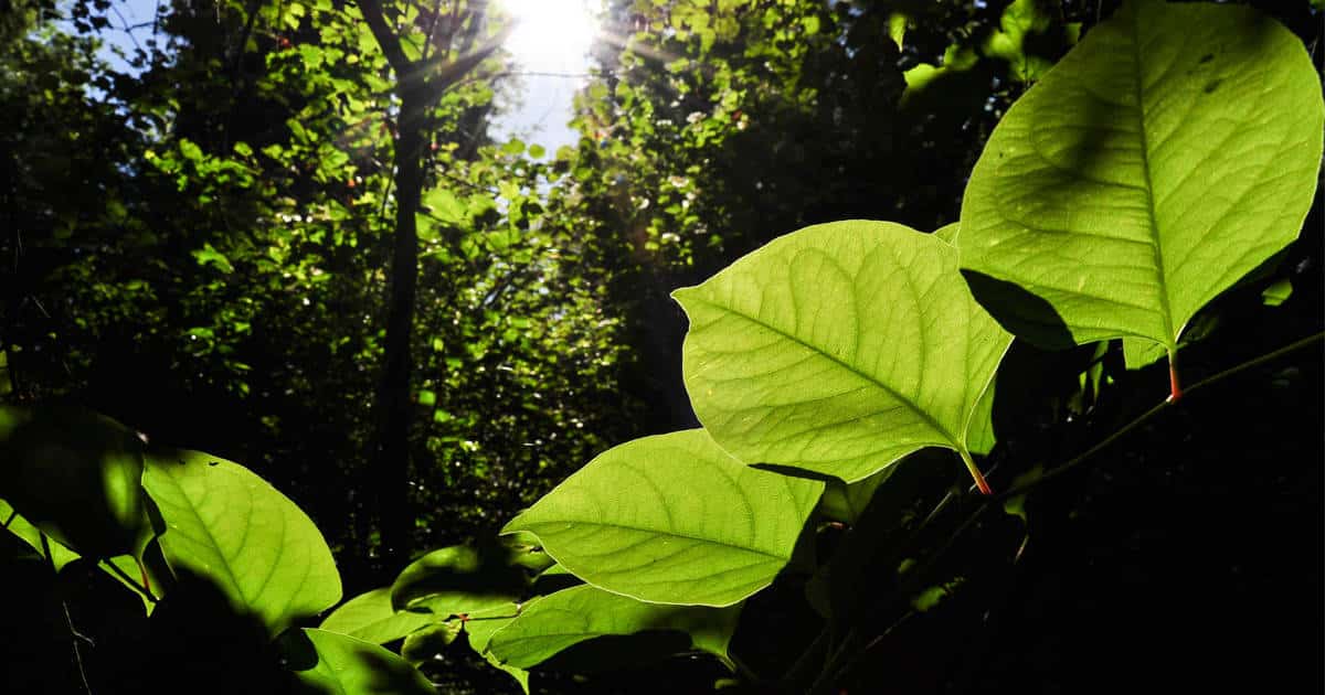 How To Sell A House With Japanese Knotweed