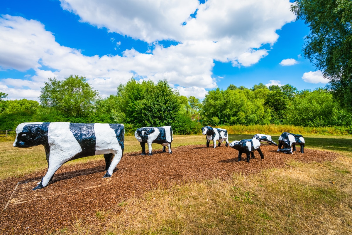 The Concrete Cows of Loughton Park in Milton Keynes, installed in 1978, are the unofficial mascots of the new town.