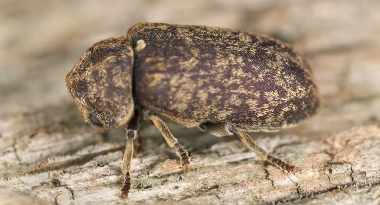 Death Watch Beetle