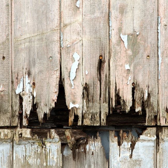 Wooden panels being attacked by dry rot.