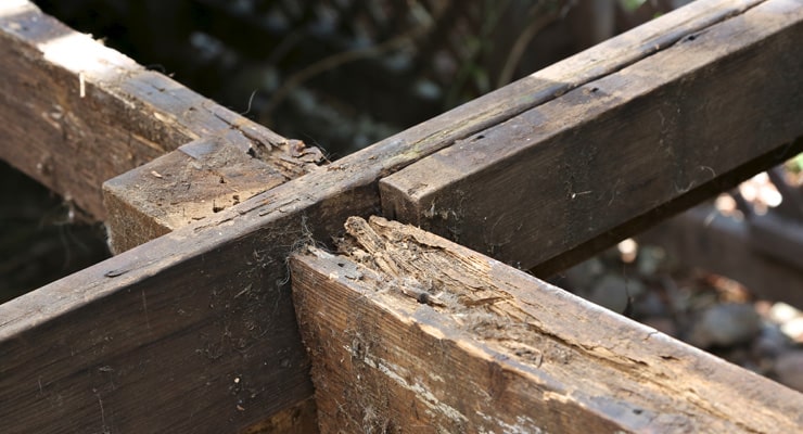 Dry rot on timber.