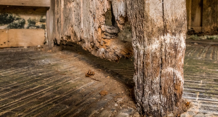 Wet Rot on Timber