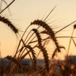 Close up photograph of barley sheafs in a barley field near Bicester in Oxfordshire.