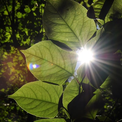 A Japanese Knotweed leaf.