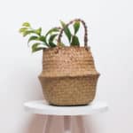 Minimalistic interior decor with plant in straw basket on the white wall background.