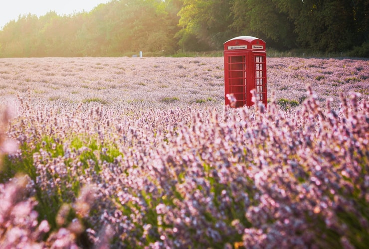 A typical British, red phone box in a field of lavender. Photograph taken at Mayfield Lavender Farm in Banstead, Surrey.