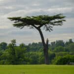 The iconic cedar tree in Cassiobury Park, Watford, England.