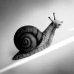 A black and white picture of a snail climbing an arrow. Represents a slow market.