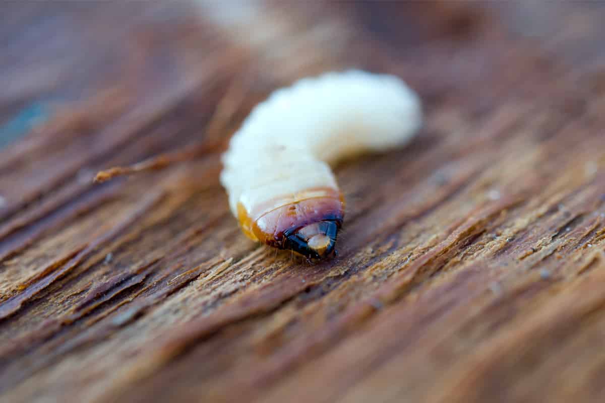 A close up photograph of a woodworm.