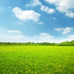 A green field with spring flowers.