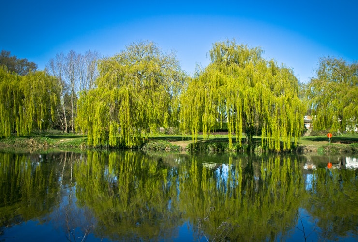 Willow trees reflected in a river on a bright summer's day. Photograph taken in Upminster, Havering.