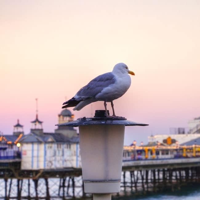 A seagull perched on a lamp post on front of Eastbourne pier, East Sussex.